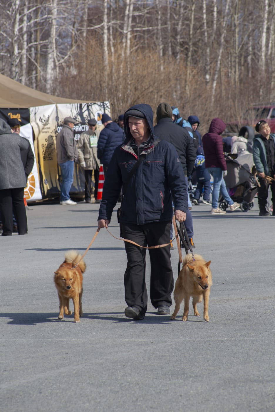 55-я Тюменская областная выставка охотничьих собак